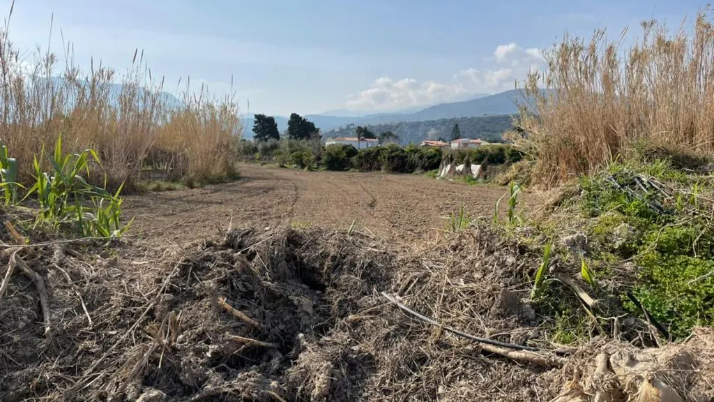 Land within the Porovitsa plot, looking inland