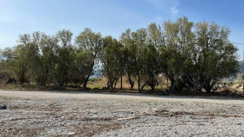 Trees along the plot boundary near the beach